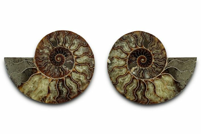 Cut & Polished, Crystal-Filled Ammonite Fossil - Madagascar #336665